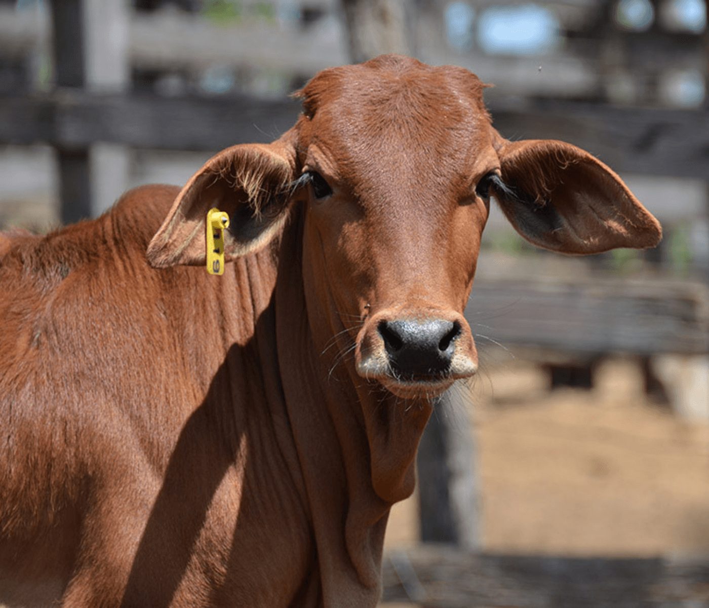 Gado resistente ao calor ganha certificação genética no Semiárido