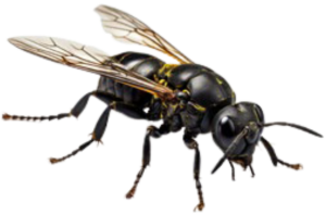 mosca-soldado-negra-bsf