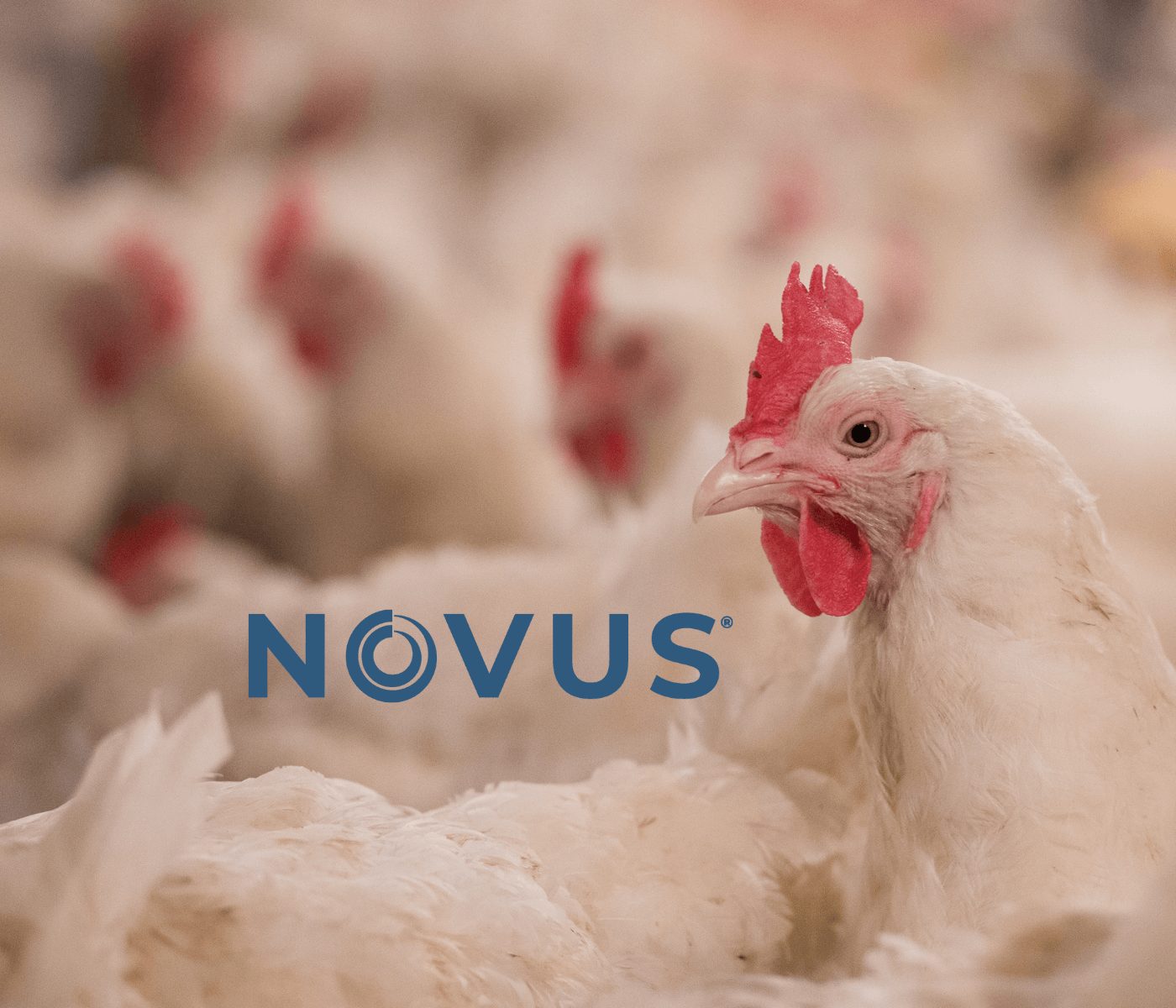 NOVUS destaca contribuições científicas em avicultura em evento internacional
