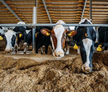 nutricao-animal-pib-destaque