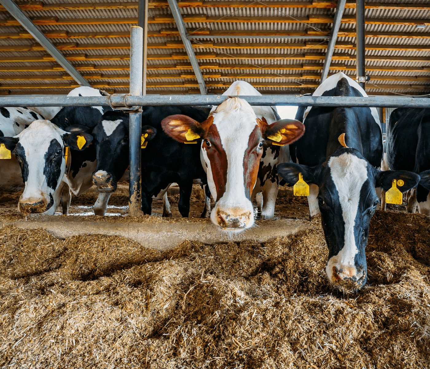 Nutrição animal recua no 1º tri, apesar do avanço do PIB do agro