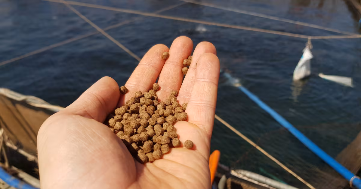 Different aquaculture markets have different requirements