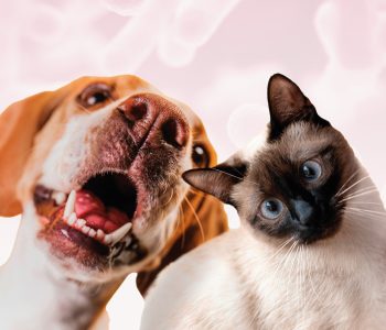 saude-gastrointestinal-caes-gatos-destaque