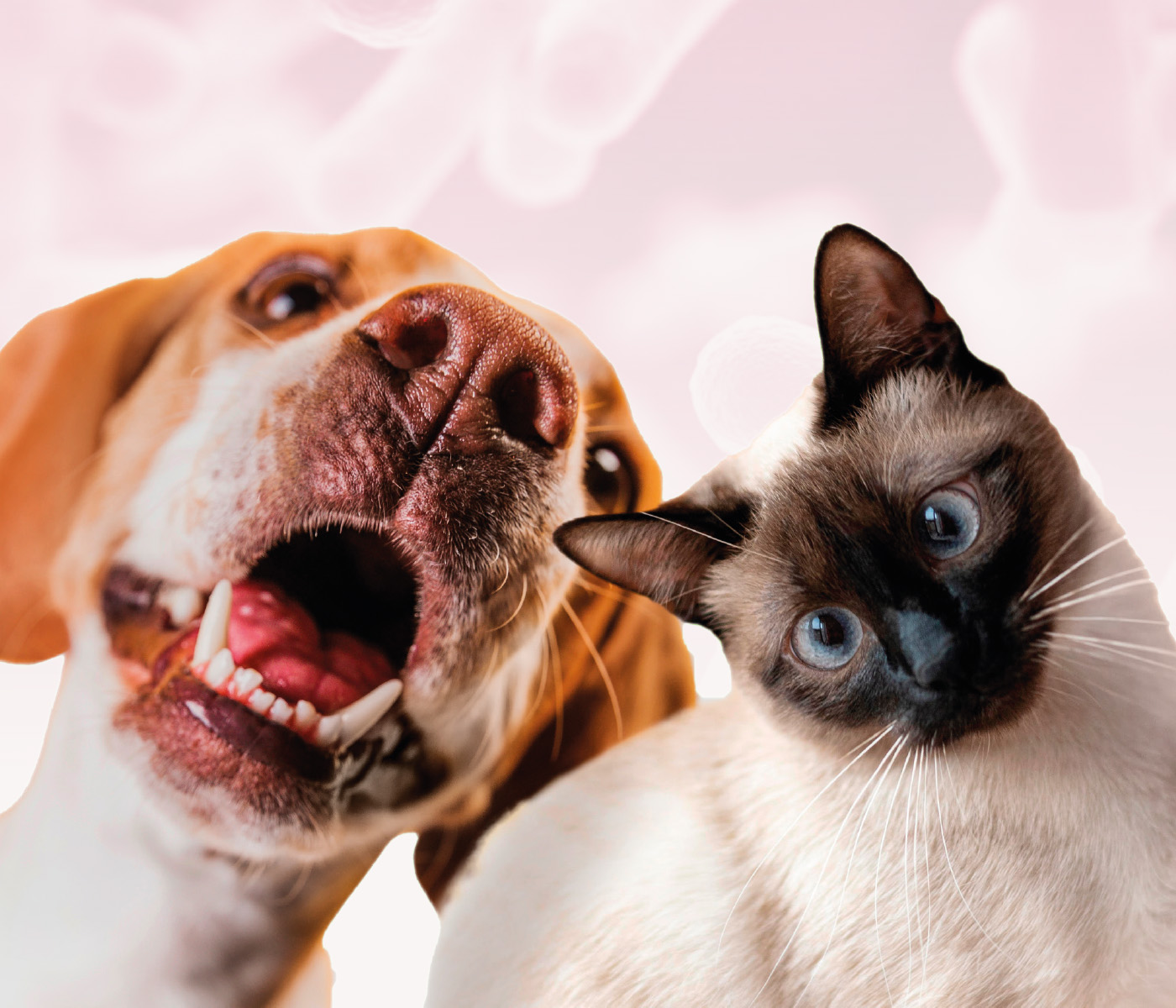 Saúde gastrointestinal de cães e gatos: papel de pró, pré e simbióticos