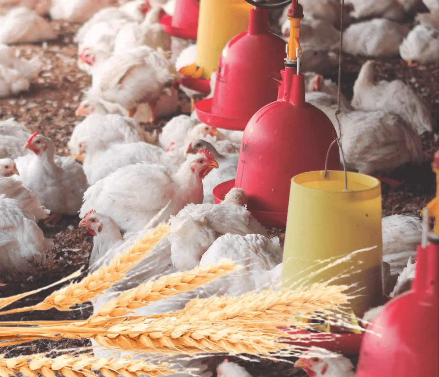 El papel de la fibra en las dietas de aves