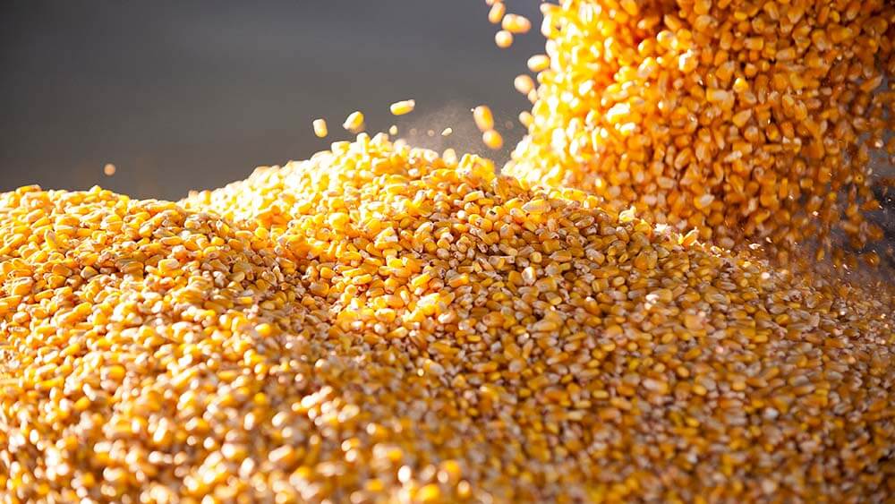 US corn reasserts dominance in Japan, South Korea, and Taiwan