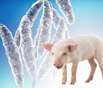 vetanco-micotoxinas-suinos-destaque