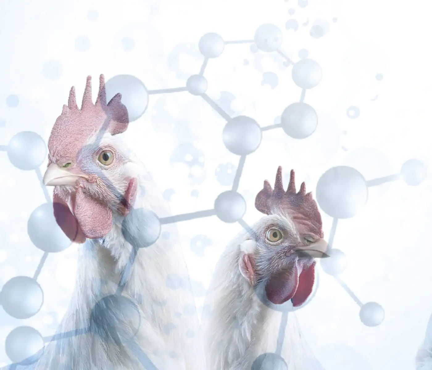 The Use of Organic Acids in Poultry: A Natural Path to Health and Productivity