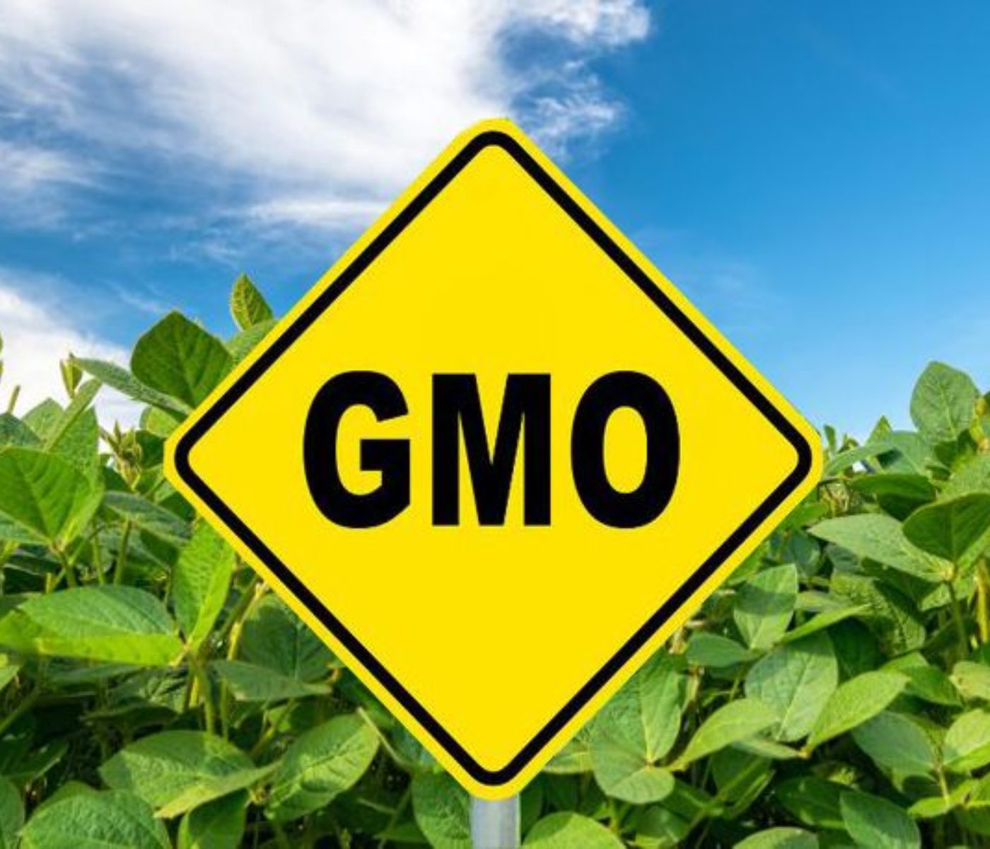 EU Approves New GMO Soybean for Food and Feed Use