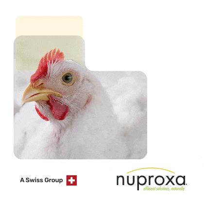 http://NUPROXA%20NUTRINEWS%20LATAM%20(2)