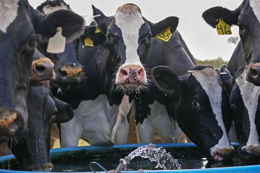 Animal Health