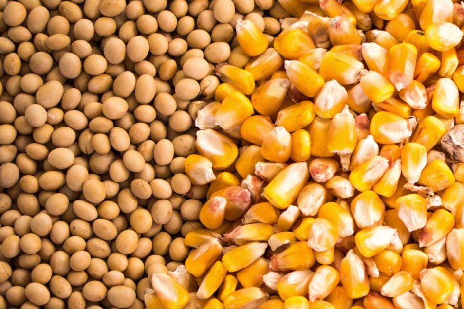 India must adopt pragmatic policy towards allowing GM crops, says expert