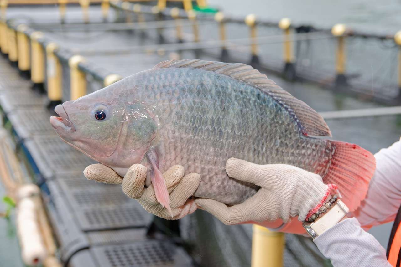 Intensification is solution to aquaculture supply crisis