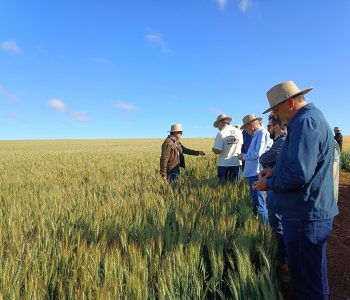 trigo-cerrado-abitrigo-destaque