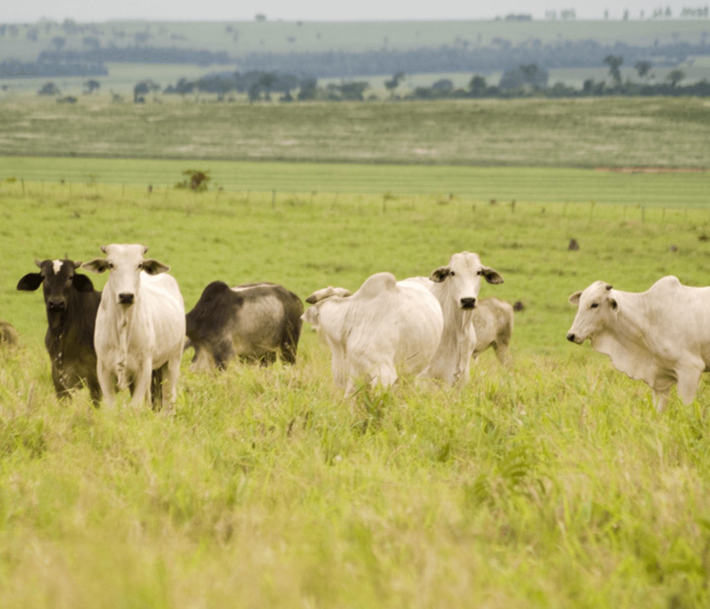 Especies forrajeras clave para zonas secas del trópico nicaragüense