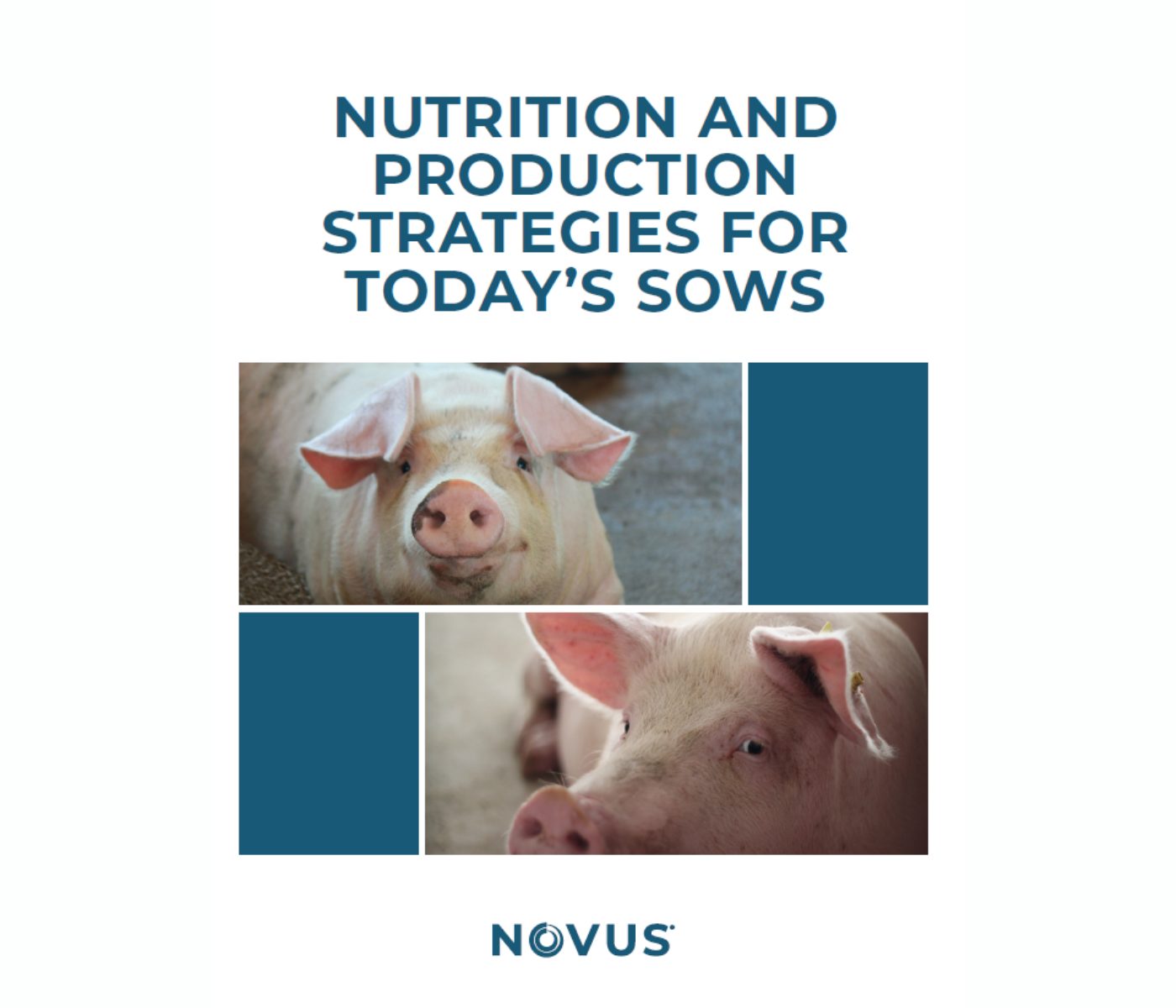 New book by NOVUS delivers insights on today’s sows