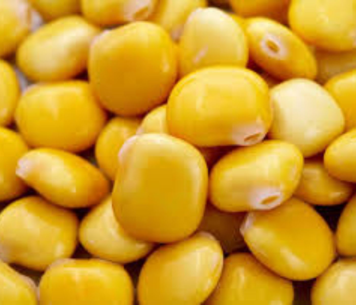 Lupin Loop: Driving the Future of Sustainable Protein