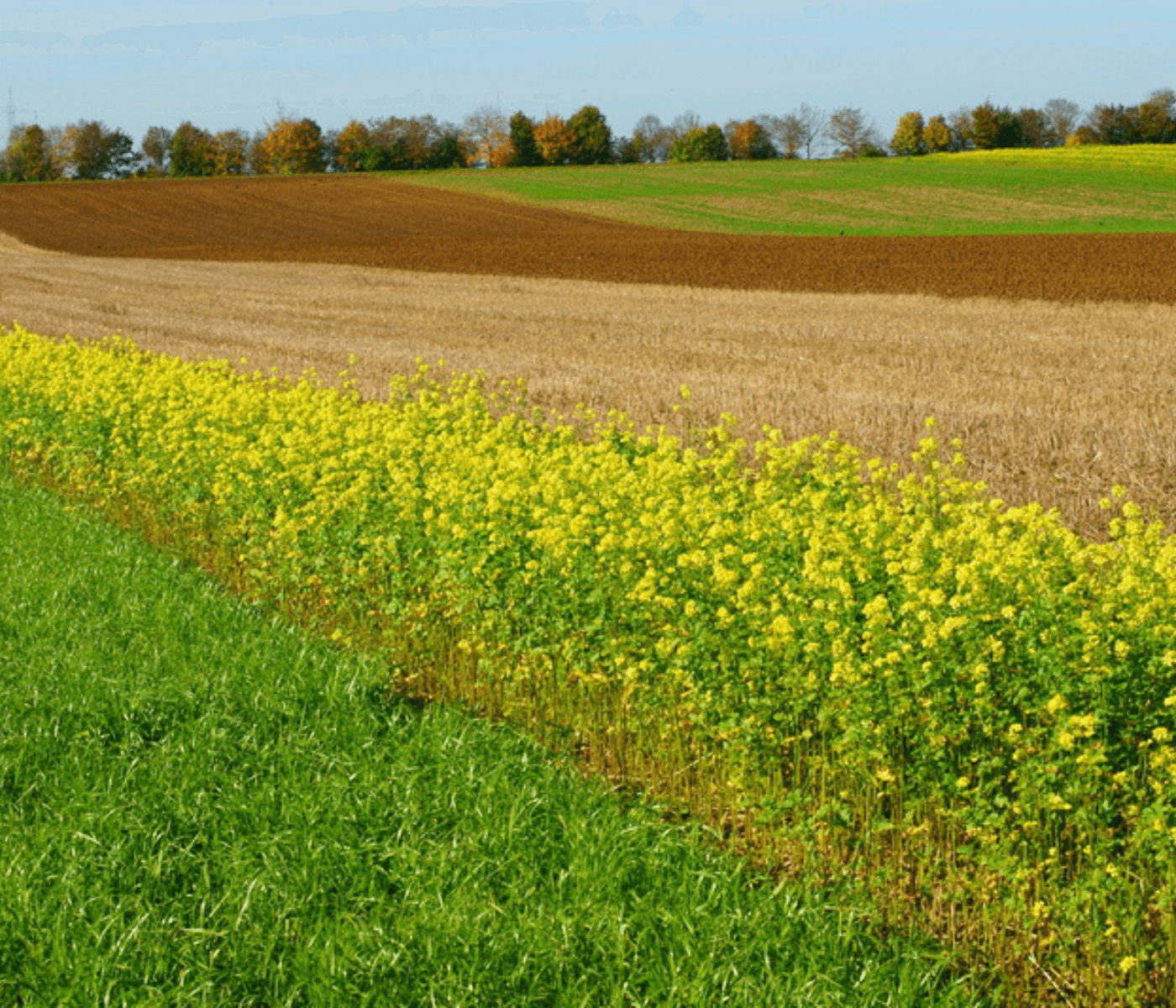 Alemania aumenta su superficie ecológica en 2024 pese a la caída de granjas