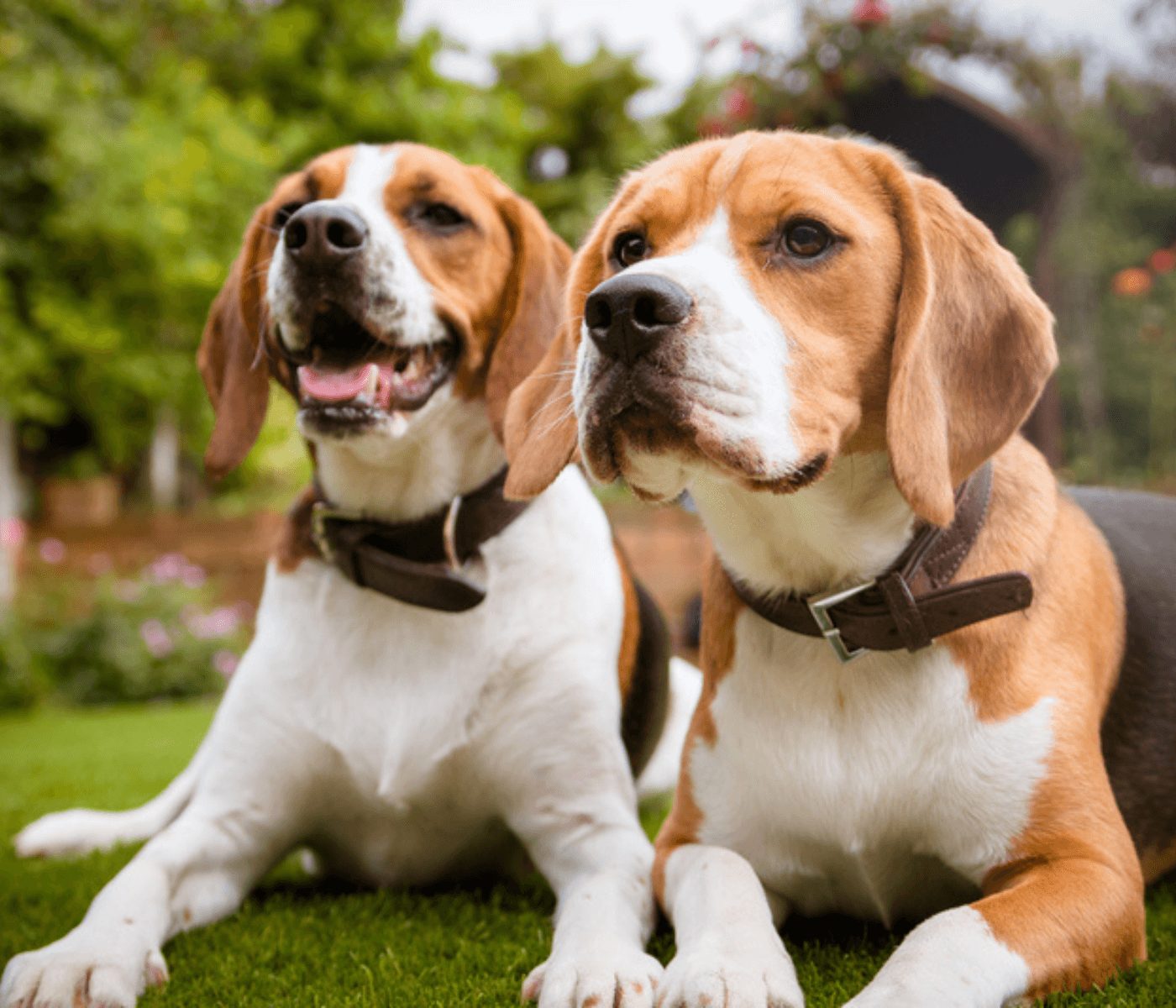 Universidad de Chile refuerza la nutrición de mascotas