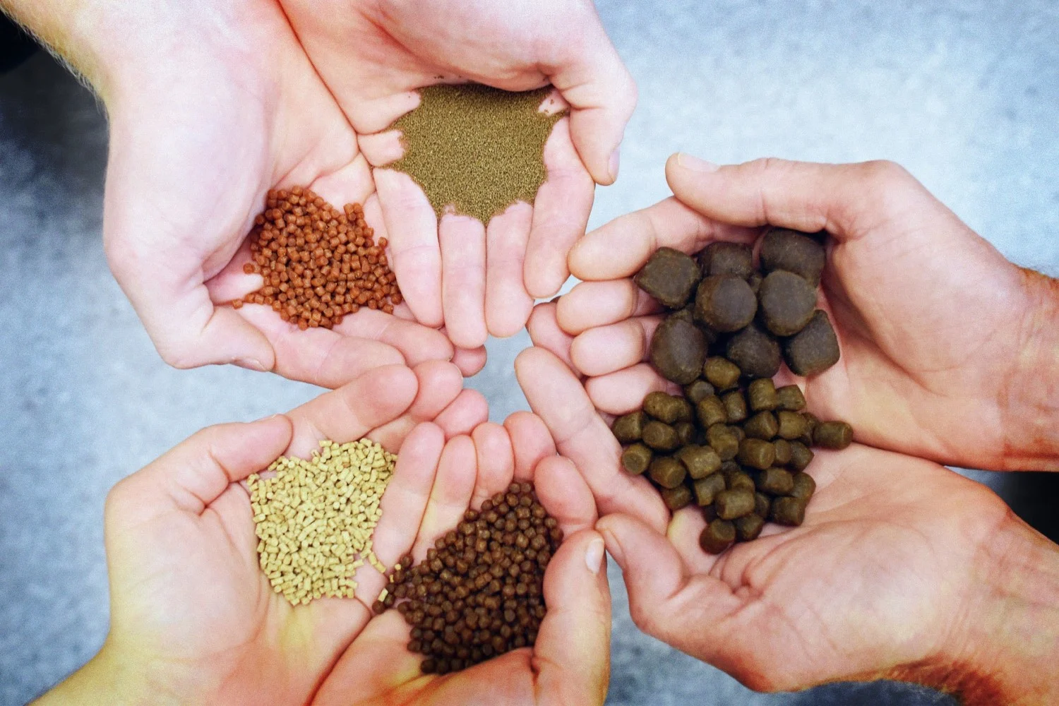 Extrusion conditions affect physical properties of extruded fish feed