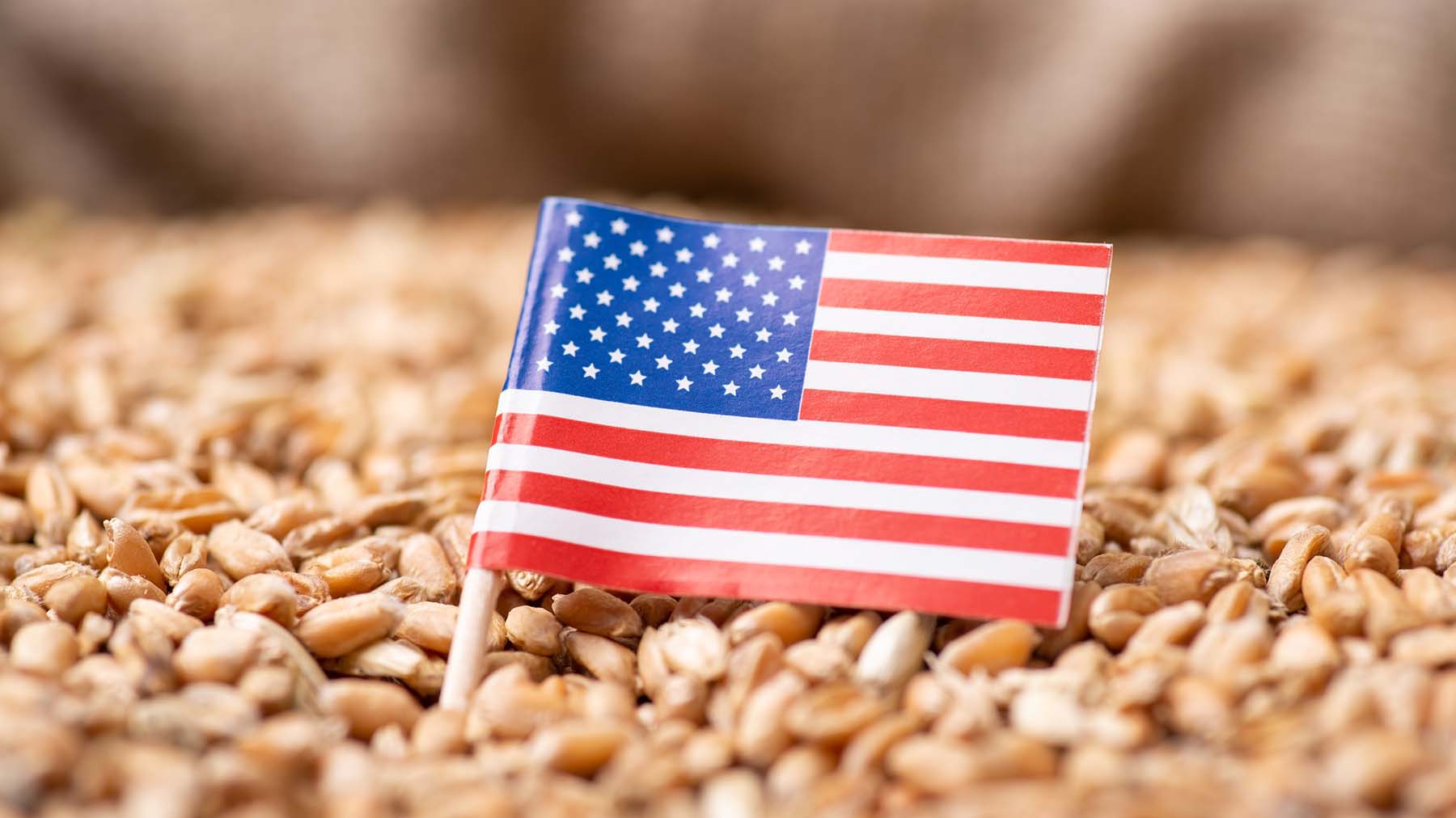 Bangladesh to import more US wheat