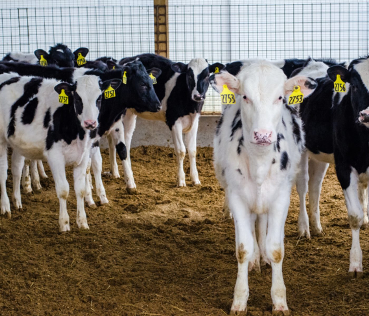 Researchers Identify Benefits of housing Heifers in Pairs