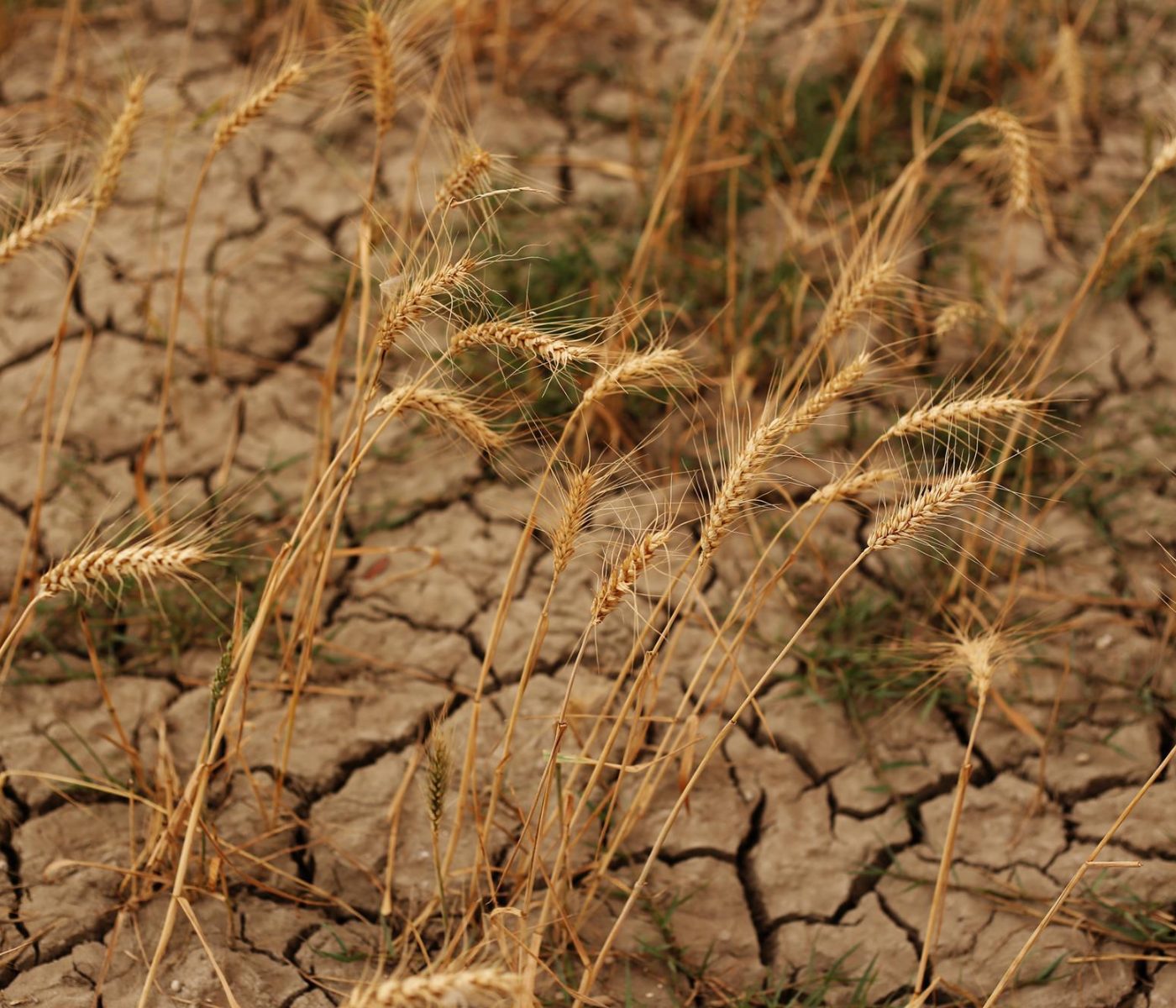 Summer Crops in Southern & Eastern Europe Severely Impacted by Heat & Drought