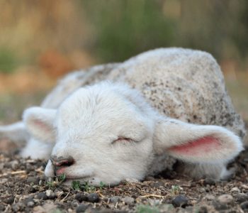 Desechos de ajo mejoran la nutrición animal y el peso en corderos