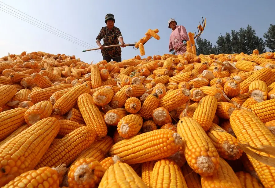 Heavy rains threaten China’s corn harvest