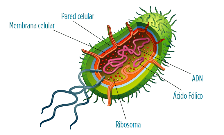 figura-antibióticos