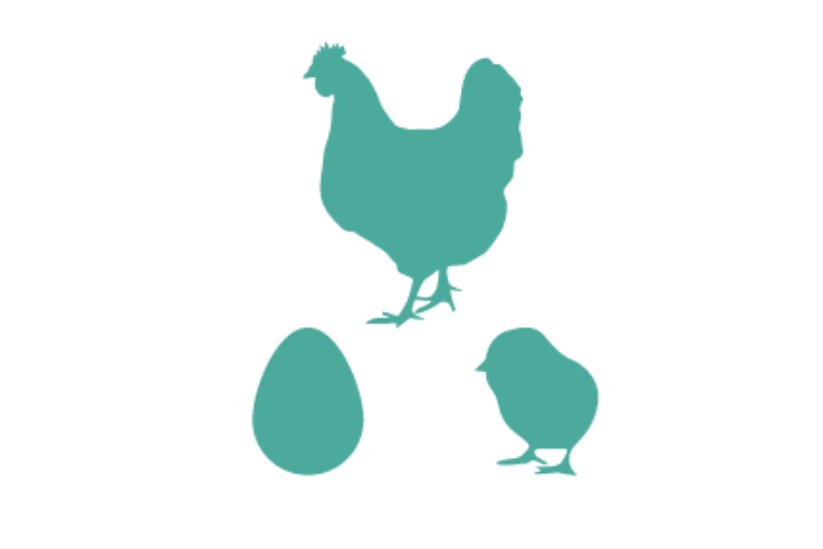 pollos