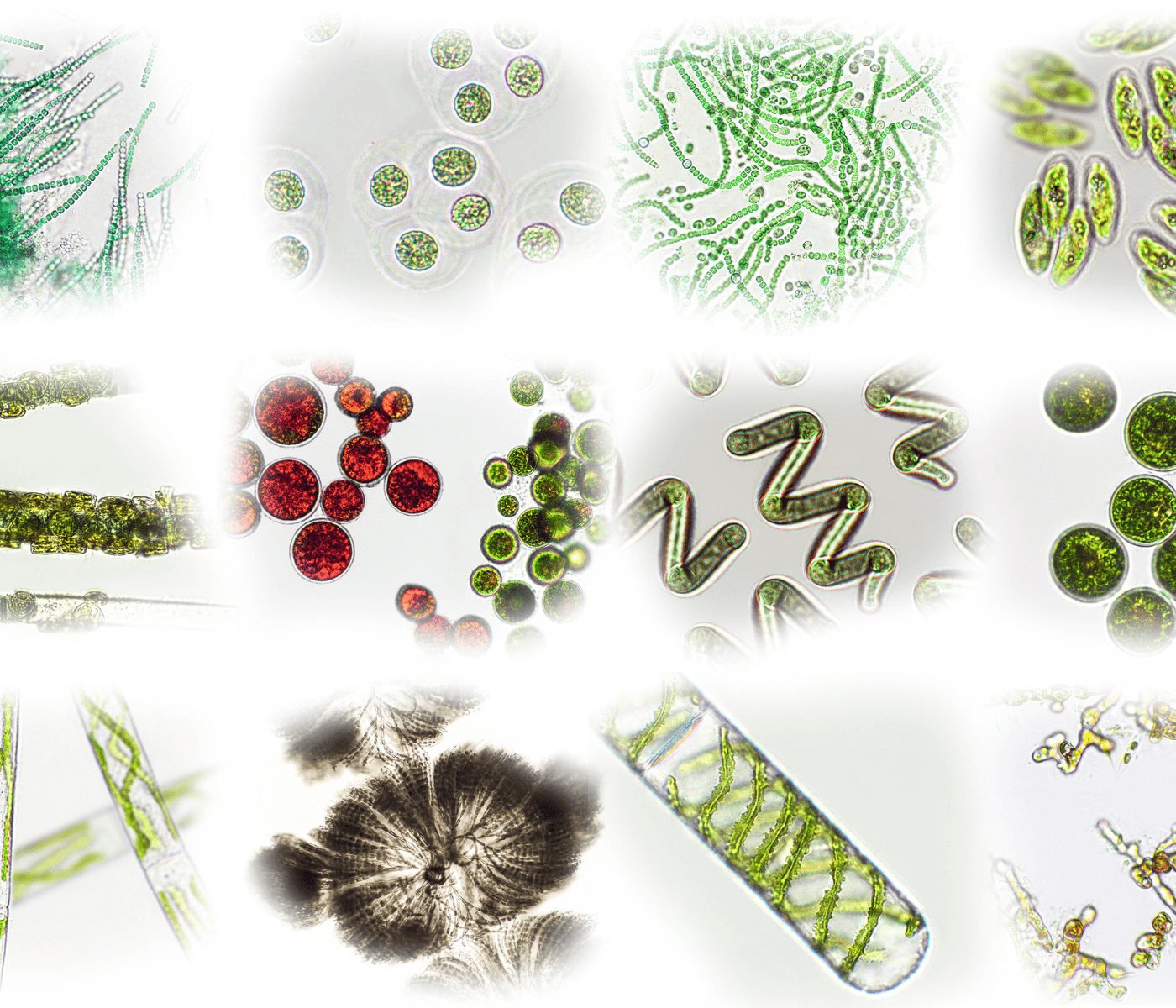 Microalgas: energía limpia y valor nutricional para el agro