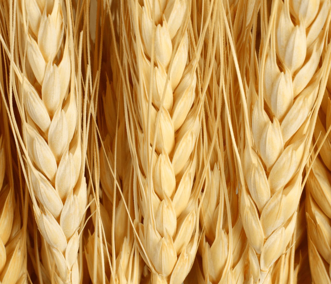 Argentina prevé cosecha de trigo superior a 22 millones de toneladas