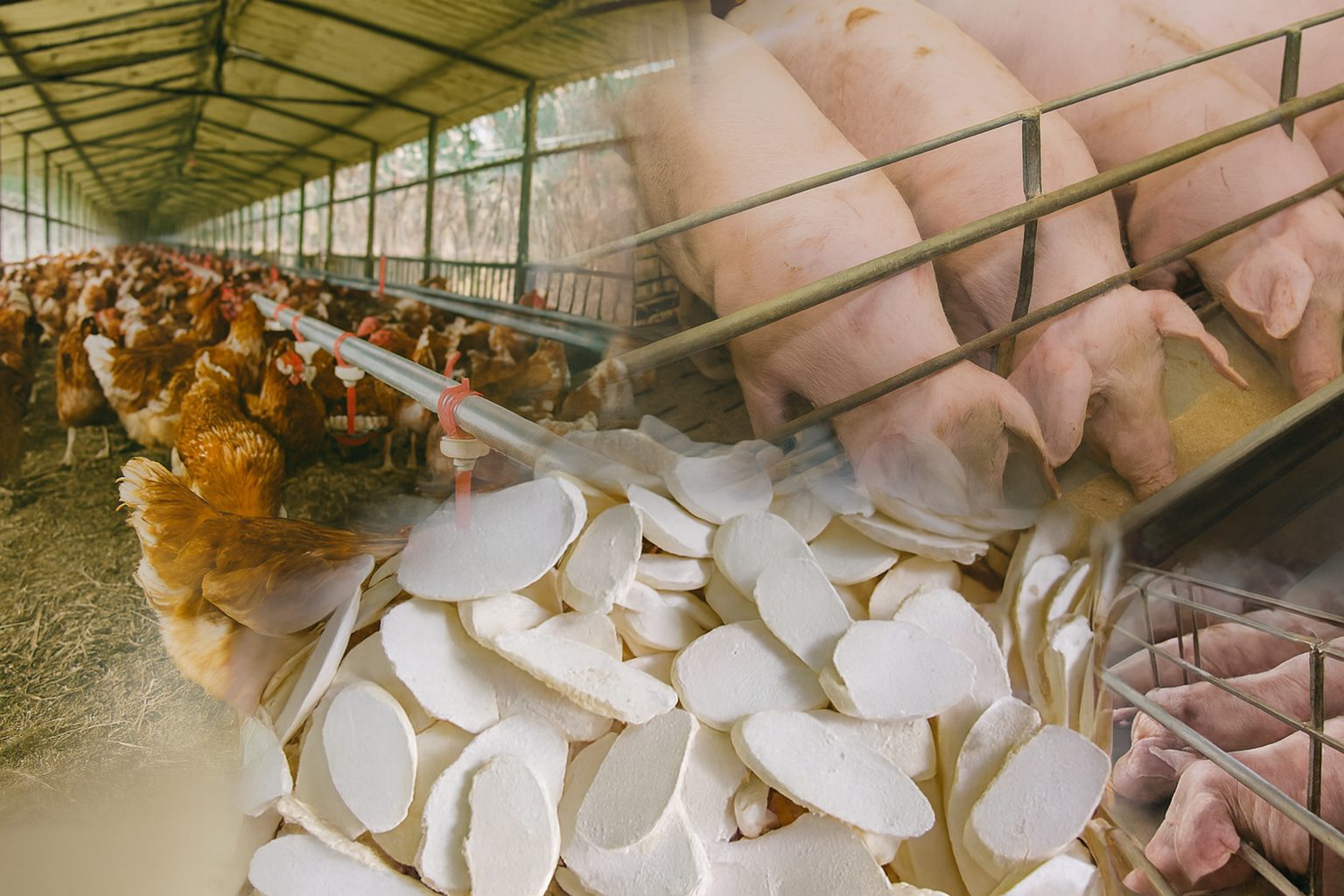 Vietnam’s cassava processors urge clear VAT rules on animal feed