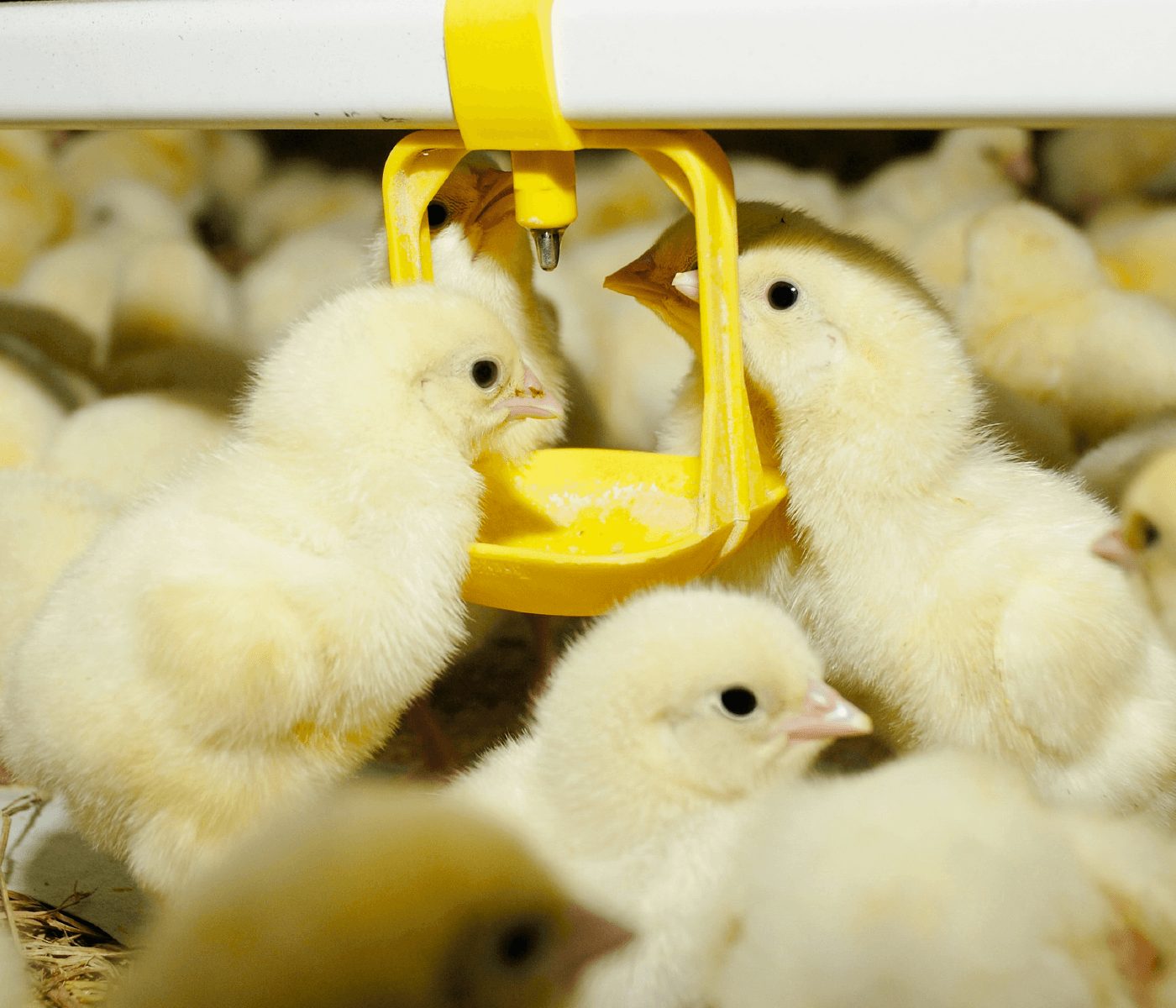 Uso combinado de enzimas en la nutrición de pollos de engorde