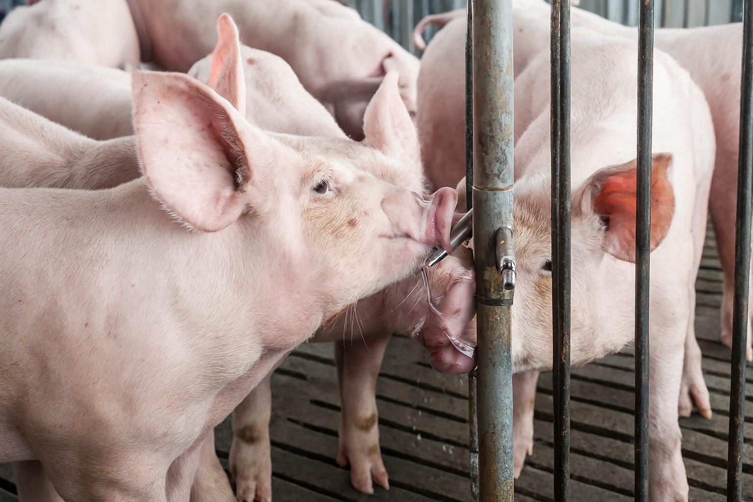 Monitoring water use: a simple key to swine health