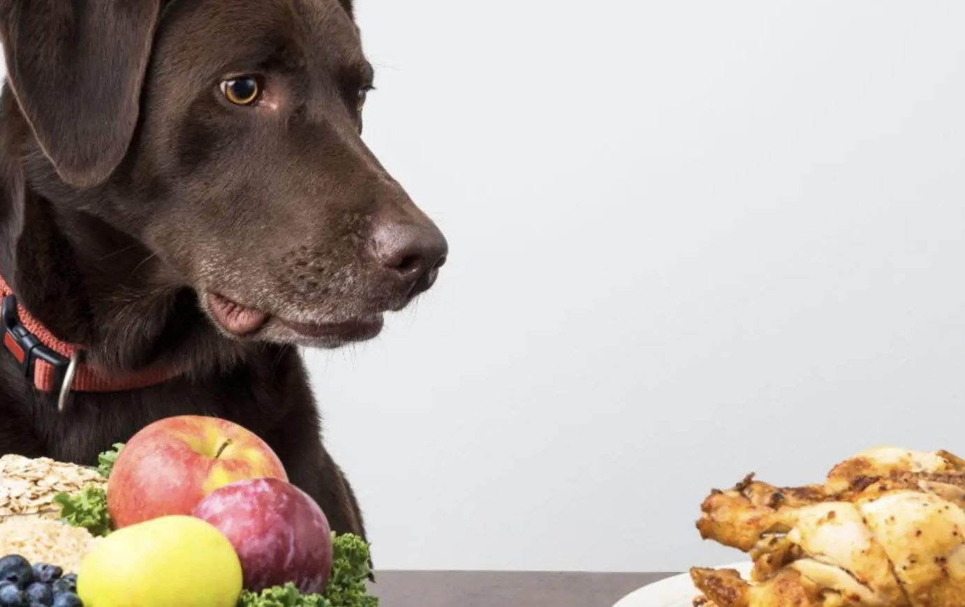 Alimentos frescos vs pienso en perros mayores