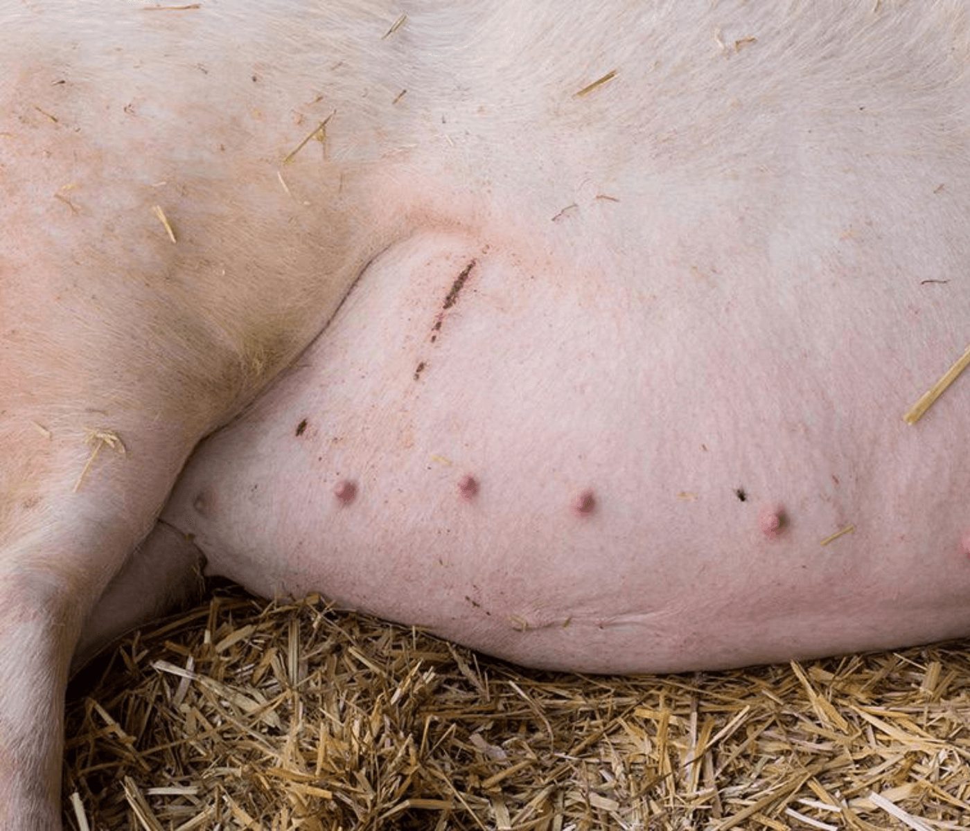 Biomarcadores salivales de estrés oxidativo