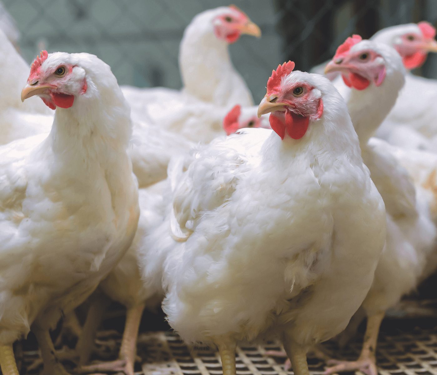 Multi-herb technology for gut health under coccidial challenge