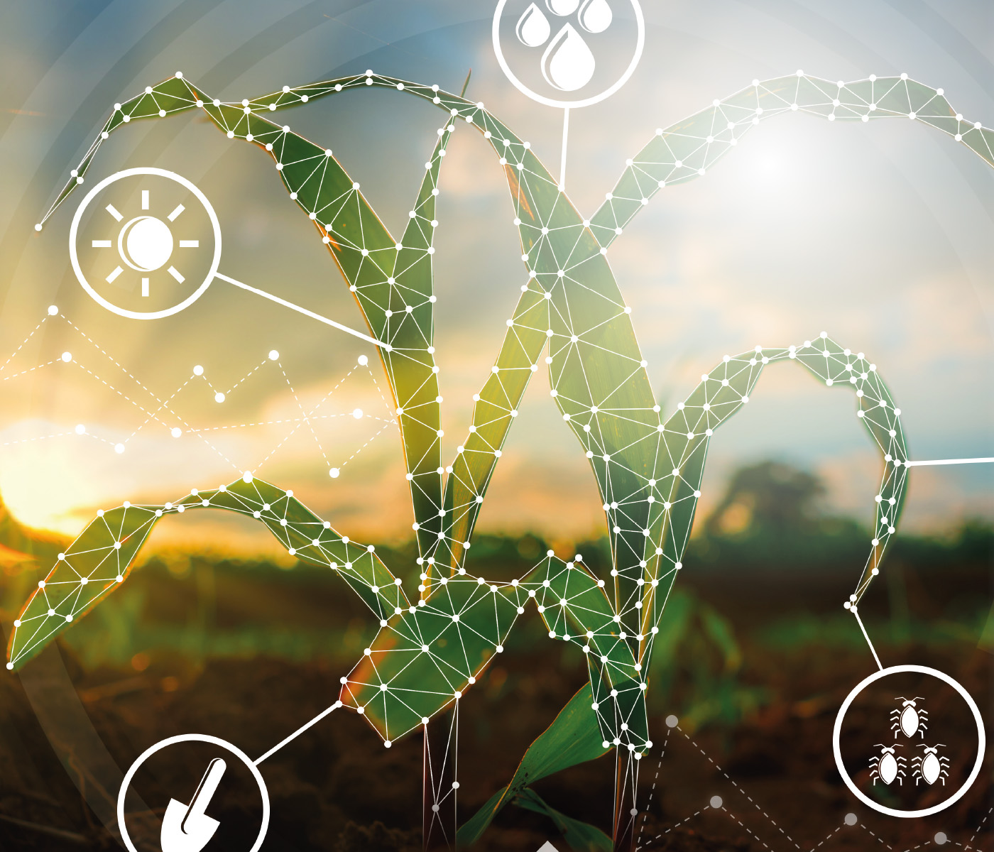 Genetic improvement in corn strengthens its strategic role in animal nutrition