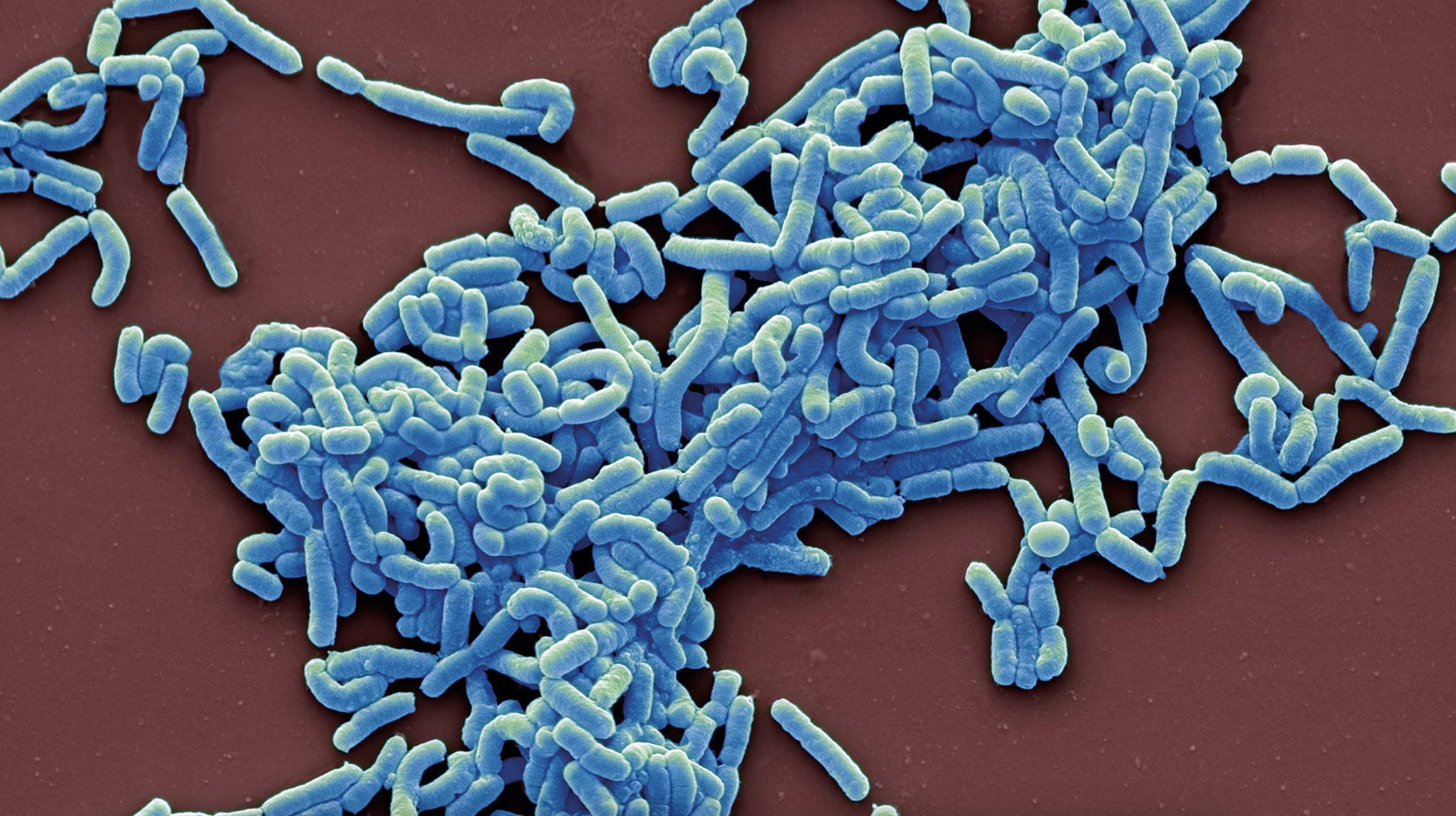 Postbiotics in animal feed market to reach USD 35 billion by 2032