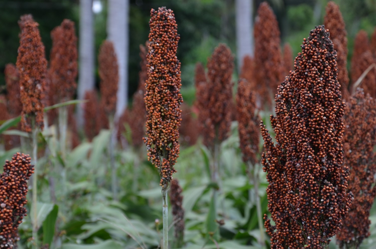 Philippine sorghum emerges as strategic feed grain