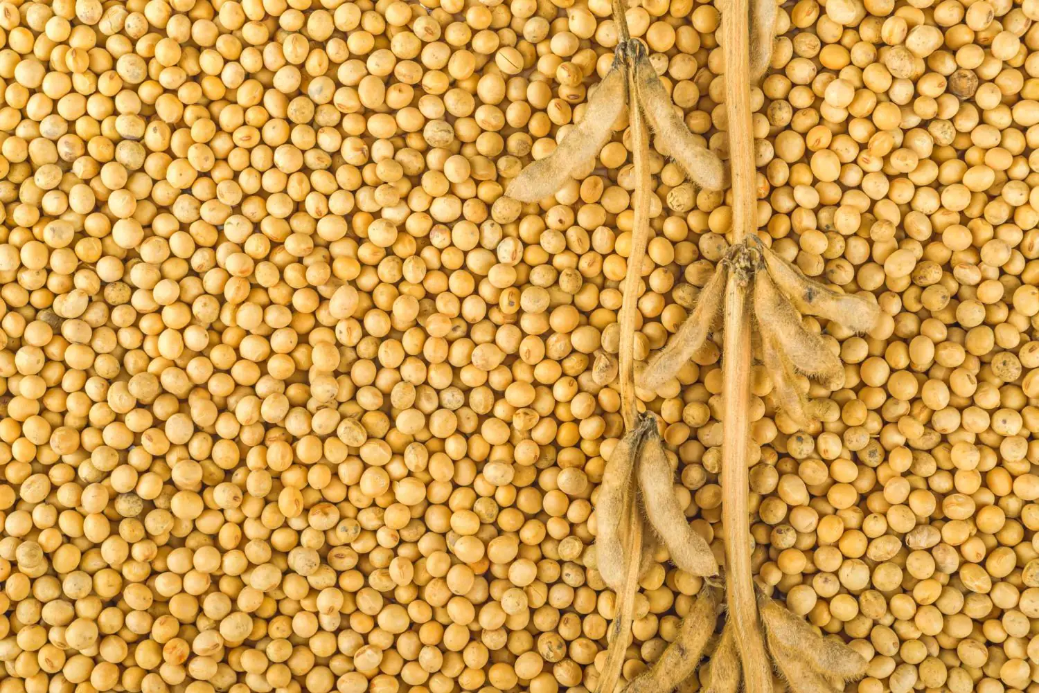 China buys at least 10 US soybean cargoes in new deals