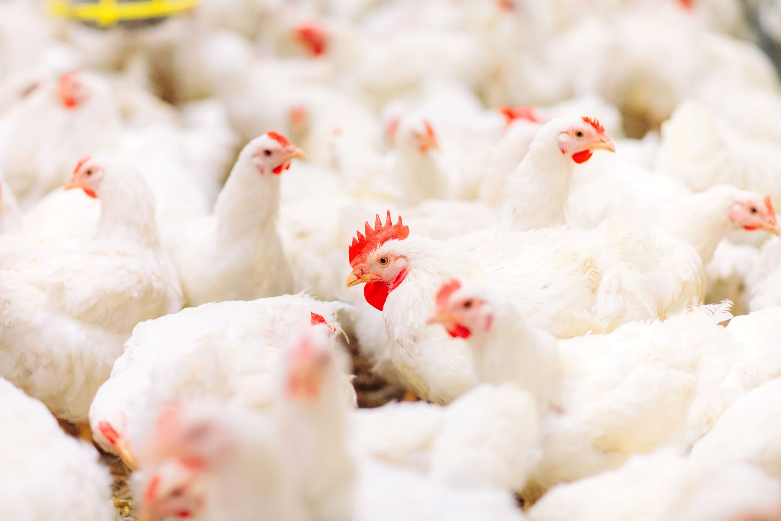 Tailoring nutrition for modern broiler systems