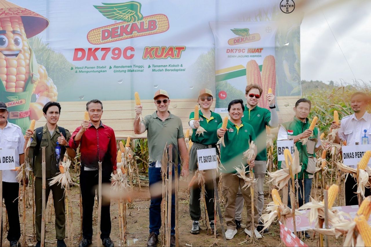 Central Java to boost corn yields with Bayer seeds