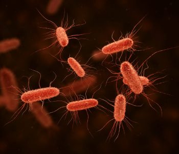 colibacilosis