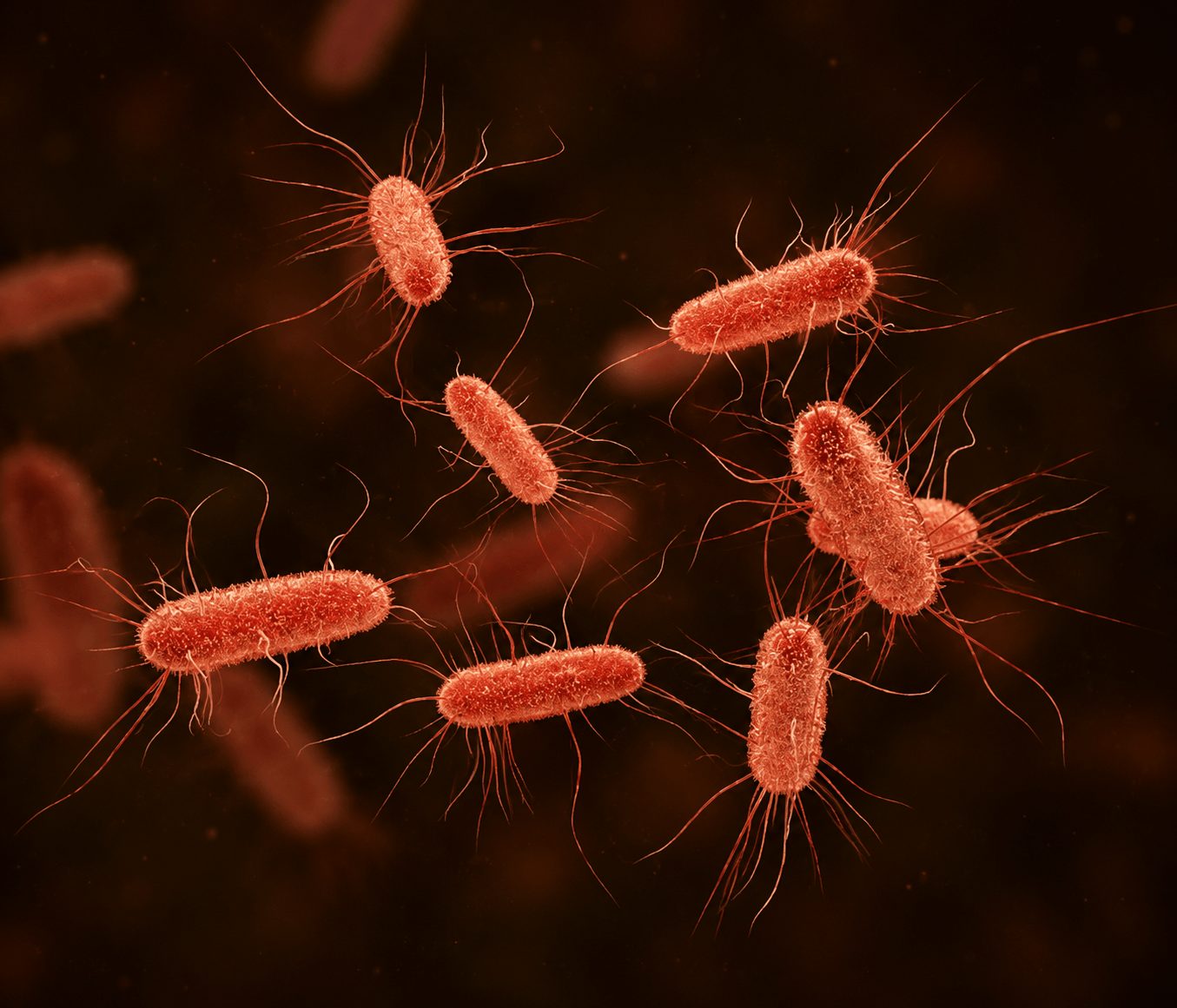 Nutrición como herramienta para reducir el riesgo de E. coli en aves de corral
