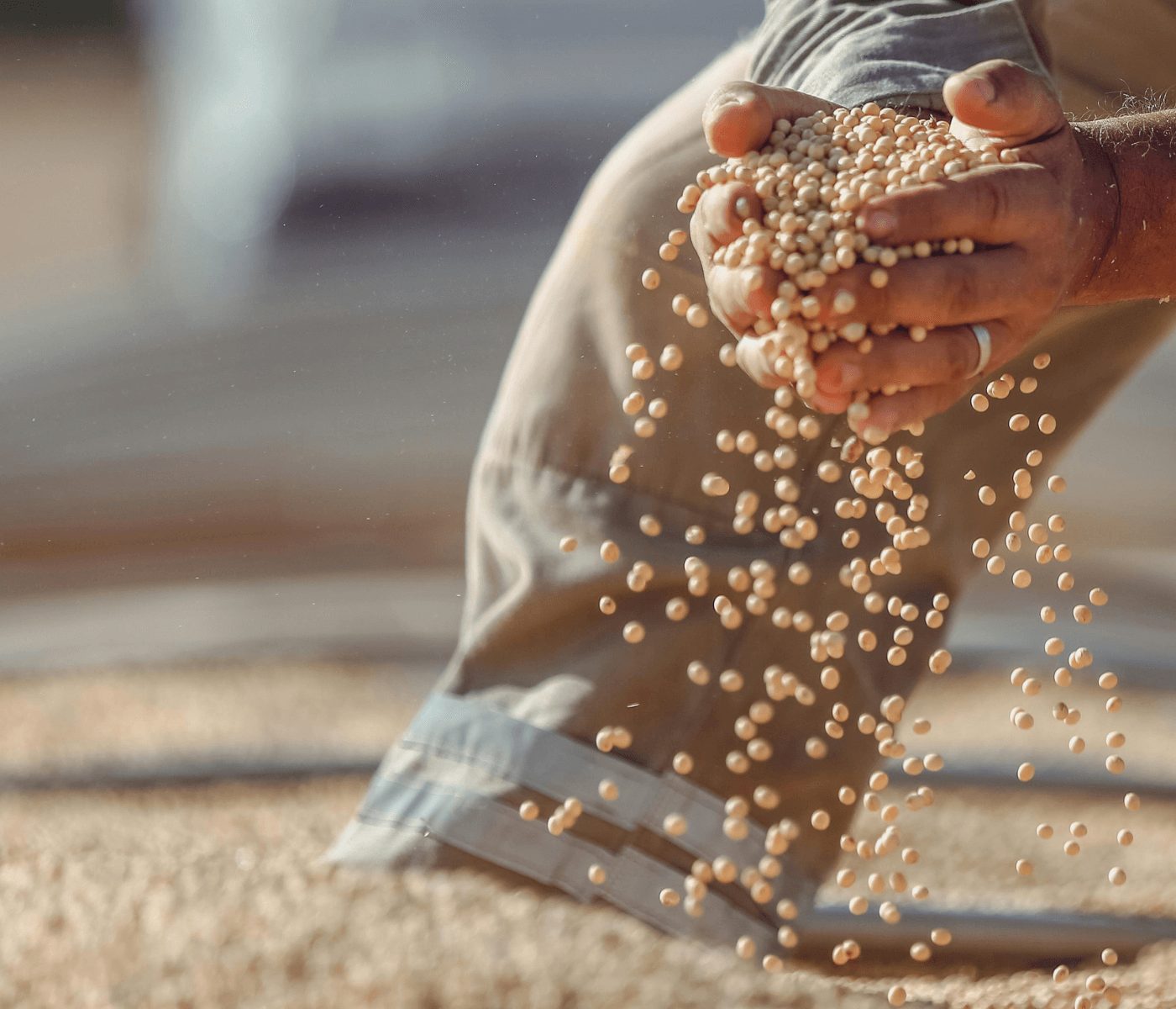 Soybean meal at the heart of animal nutrition