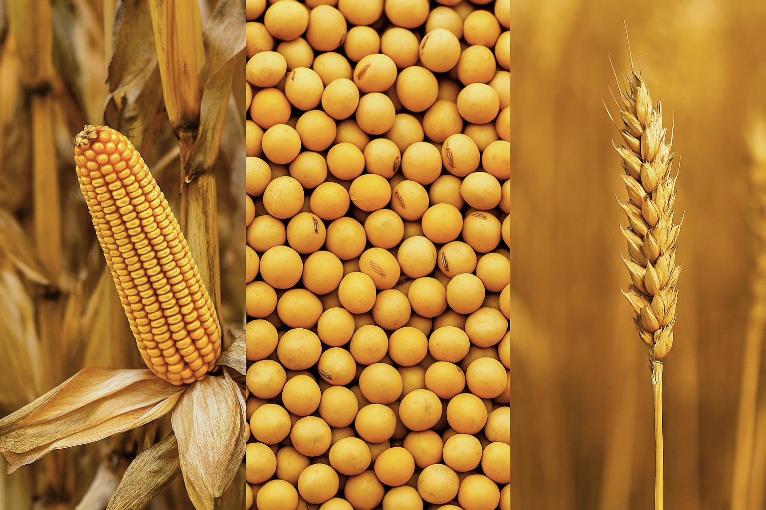 China’s record corn crop reshapes Southeast Asian trade flows