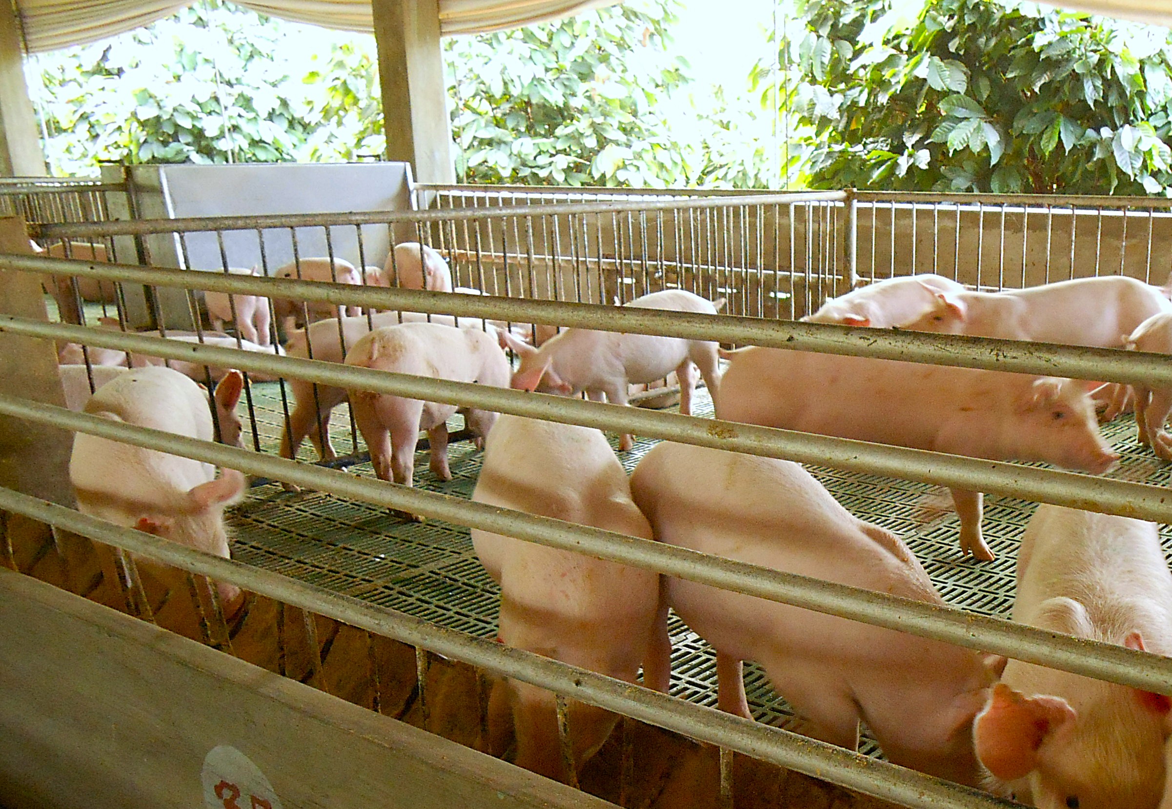 Pharmacological copper boosts pig growth, carcass gains